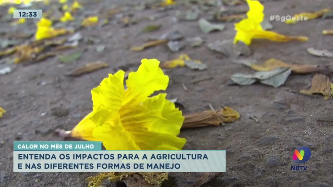 Calor no Mês de Julho: entenda os impactos para a agricultura e nas diferentes formas de manejo