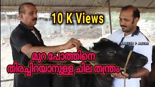 Download മുറ പോത്തുകളെ എങ്ങനെ തിരിച്ചറിയാം , How can find Mura Buffalo MP3