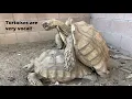 Zoo Clipz - Tortoises Being Vocal While Mating