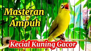 Download KECIAL KUNING GACOR MASTERAN AMPUH KECIAL KUNING MACET MALAS BUNYI MP3