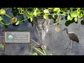 Paynes Prairie Preserve - La Chua Trail