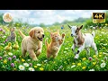 Cute Baby Animals Compilation Sweet Animal Encounters with Gentle Piano Music