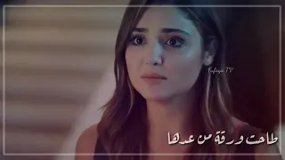 سيف عامر أغنيه تخيل شجره بيها اوراق دندنها
