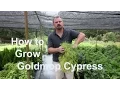 How to grow Goldmop Cypress with detailed planting and care instructions