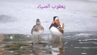 صوت دجاج الماي الاتنسى لايك والشتراك بقناتي يعقوب الصياد 