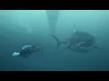 Michael Phelps races a great white shark sort of