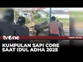 Download Lagu Kejadian Unik Hewan Kurban di Iduladha 2025 | Kabar Petang tvOne