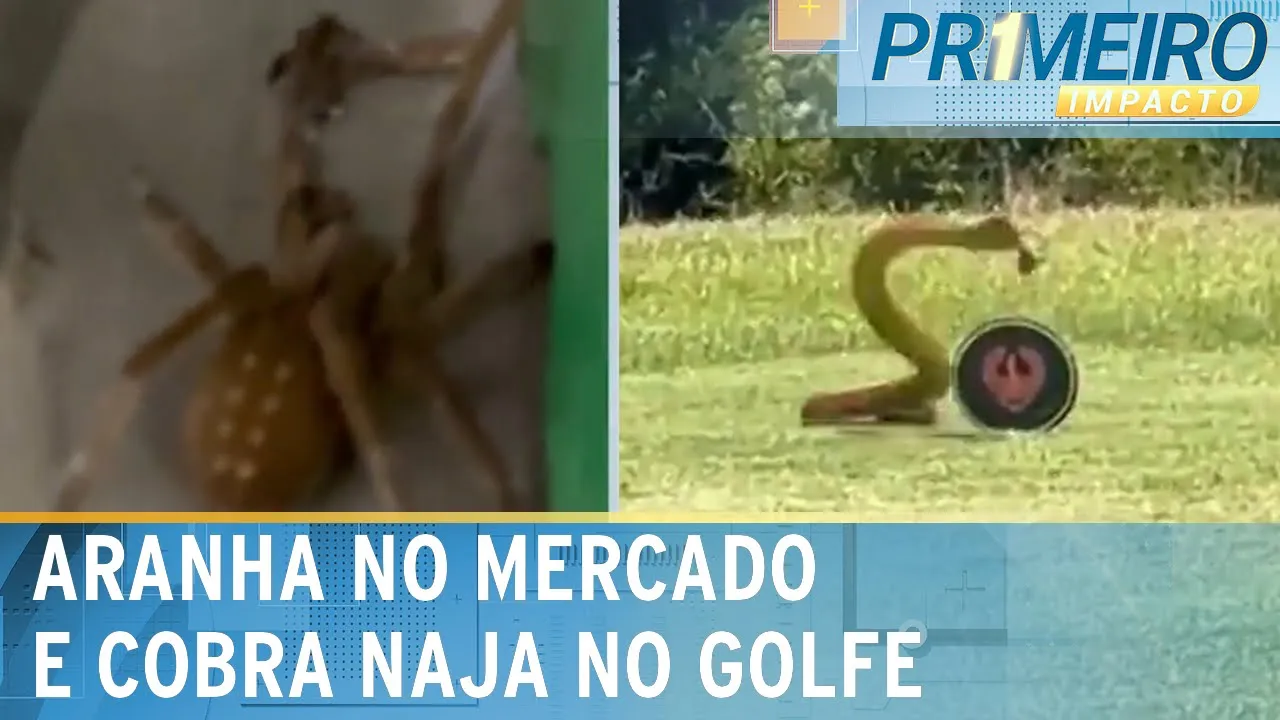 Perigosíssima, aranha-armadeira invade mercado em SP | Primeiro Impacto (17/11/23)