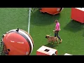 Introduction of Browns mascots Swagger SJ - Cleveland Browns