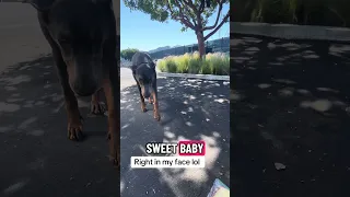 #Fyp #fypシ #pets #doberman