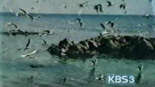 KBS3 현 EBS1 ID 바다와 갈매기 1980년대 