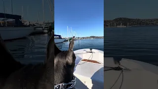 #fyp #dream #doberman #pets #youtube