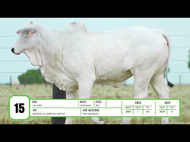 Novilha Nelore LSA - 2380