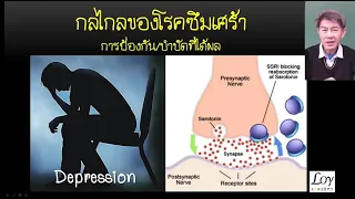ยา SSRI ทำงานอย่างไรในการรักษาโรคซึมเศร้า?