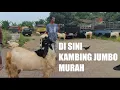VLOG‼️SAAT INI PASAR SINI HARGA KAMBING MURAH #vlog #animals #viral 