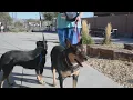ABQ Animal Welfare hosts Black Friday adoption event