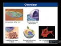 Chapter 4 Cell Structure