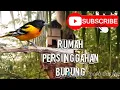 Download Lagu DIY rumah burung comel untuk singgah bertelur