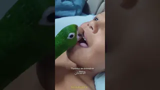 هل يمكن للبغاء إزالة الأسنان اللبنية          دندنها