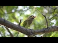 Download Lagu Suara burung barbet berkepala coklat