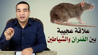 علاقة عجيبة بين الفئران والشياطين 