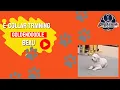 Wilmington NC Dog Trainers - Goldendoodle Mouthy to Magnificent