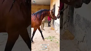 الحصان العربي جميل دندنها
