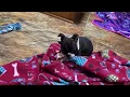 Female Boston Terrier puppy in SC