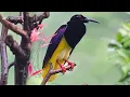 20+ Most Gorgeous Birds Of Paradise On Our Planet | Wildlife Documentary | BBTV Official