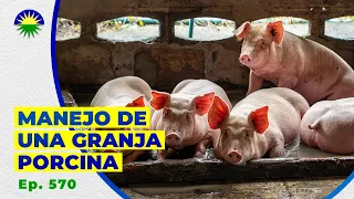 570.Manejo de una granja porcina
