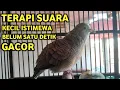 Download Lagu Perkutut Betina Memanggil Jantan Suara PALING BERHASIL Memancing Perkutut Jantan Langsung Manggung