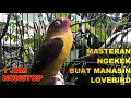 Lovebird Sound Singing MP3 1 Hour