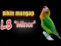 Lagu Masteran LB minor mirip suara Lovebird Pusoko buat PAUD DAN BALIBU CEPAT KONSLET