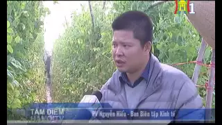 t m i m hanoitv s 53