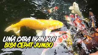 lima cara budidaya ikan koi agar cepat jumbo