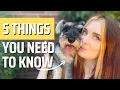 Mini Schnauzers 5 Tips You NEED to Know Before Getting One