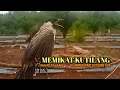 Download Lagu Suara Burung KUTILANG GACOR Asli Tanpa ISIAN 100% Ampuh Untuk Suara Pangilan dan Masteran