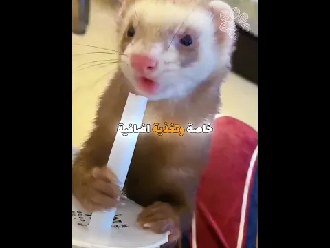 نمس يخطف انثى ويصنع عائلة كاملة 🥺 #shorts