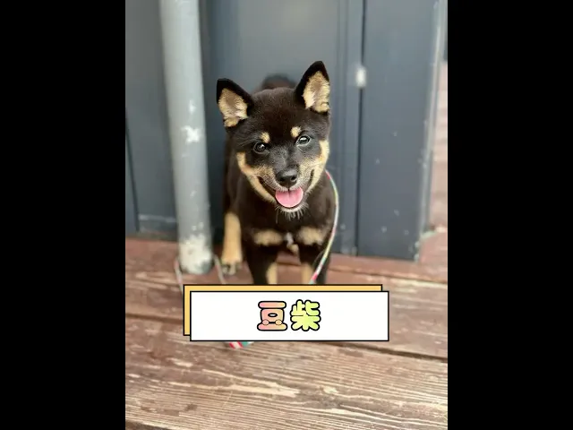 動画