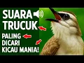 Lagu Suara Trucukan Gacor Ngalas \u0026 Ropel - Pancingan Terbaik Agar Cepat Bunyi