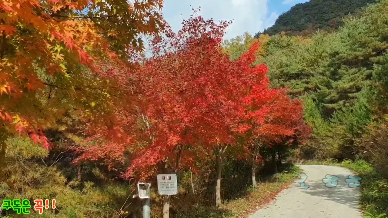 최고의 단풍 구경을 원한다면 청송 태행산 임도 단풍!! 힐링!! サムネイル