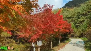 최고의 단풍 구경을 원한다면 청송 태행산 임도 단풍!! 힐링!! 썸네일