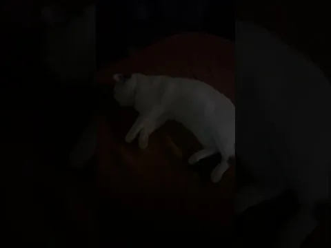 Я пока не привык пока к повадкам котов #лисяо
