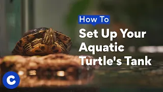 How To Set Up Your Turtle s Tank Chewtorials