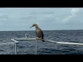 Nordhavn 76 Seattle to Hawaii Yacht Delivery DAYs 9-11 arriving in the islands