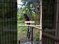Download Lagu Murai Batu Medan Super PE 34 Cm Isian Cucak Cungkok.... Mantap...!! Sadis