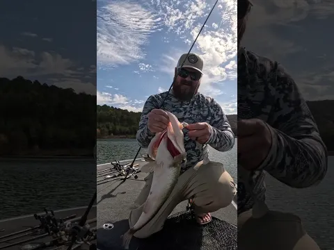 GIANT SWIMBAIT EATER HAS A MASSIVE HEAD!