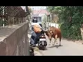 Download Lagu Sapi Qurban Ngamuk Seruduk Pelajar Putri Yang Naik Motor di  RW. 02, Cigugur tengah, Cimahi