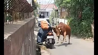 Download Sapi Qurban Ngamuk Seruduk Pelajar Putri Yang Naik Motor di  RW. 02, Cigugur tengah, Cimahi MP3