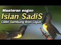Download Lagu SOGON ISIAN SADIS‼️CILILIN SAMBUNG CIGUN#masteranburung #sogon #sogokotong